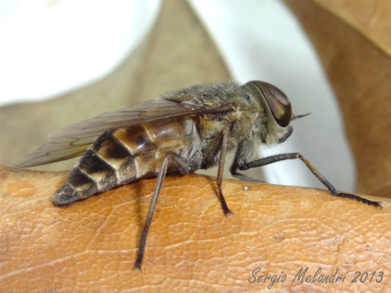 Tabanidae da id